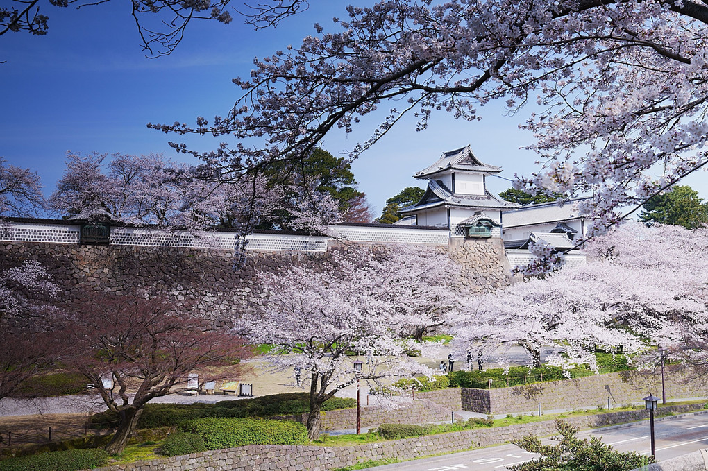 春だよ！石川門の桜を見に行こう
