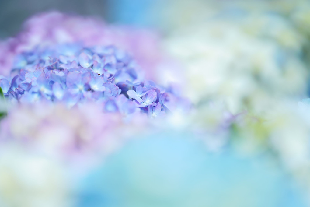 花手水の紫陽花は涼しげ