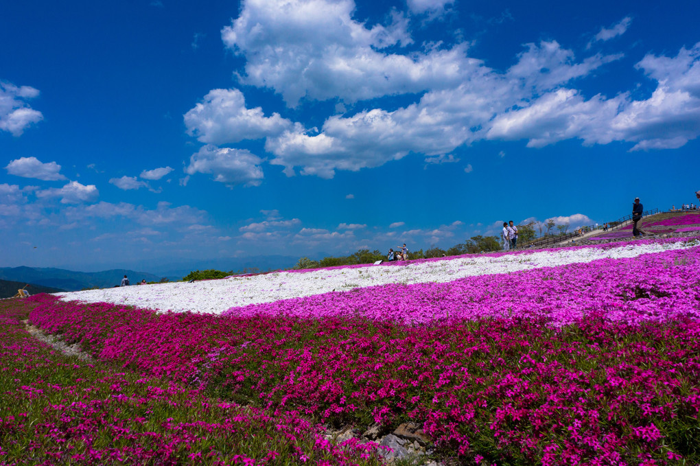 芝桜模様