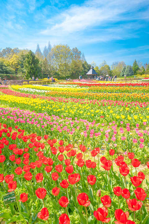 Flower Rainbow ~ 花虹 ~