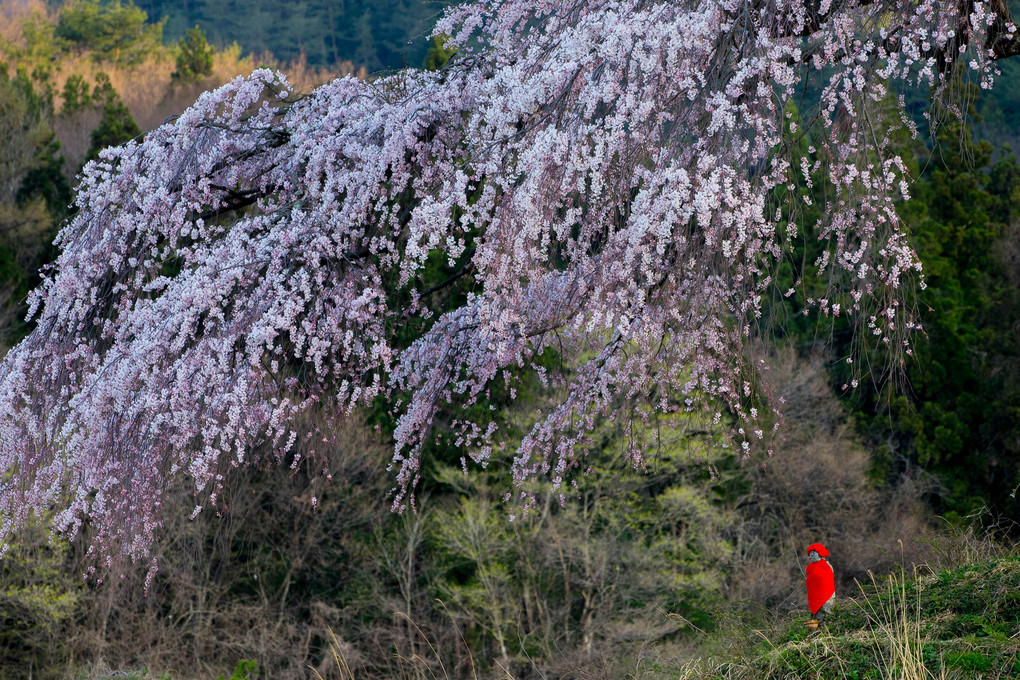 赤地蔵の桜