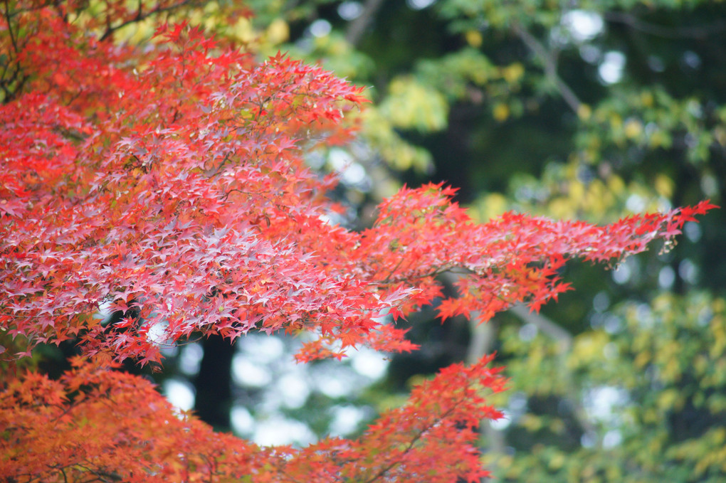 里山の秋2