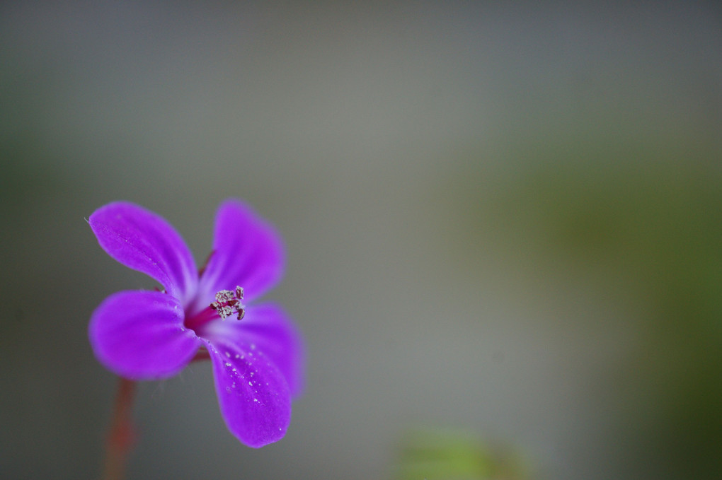小さな紫の花