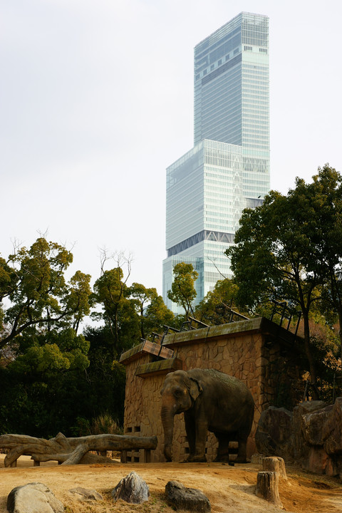 ゾウさんと高さ日本一のビル