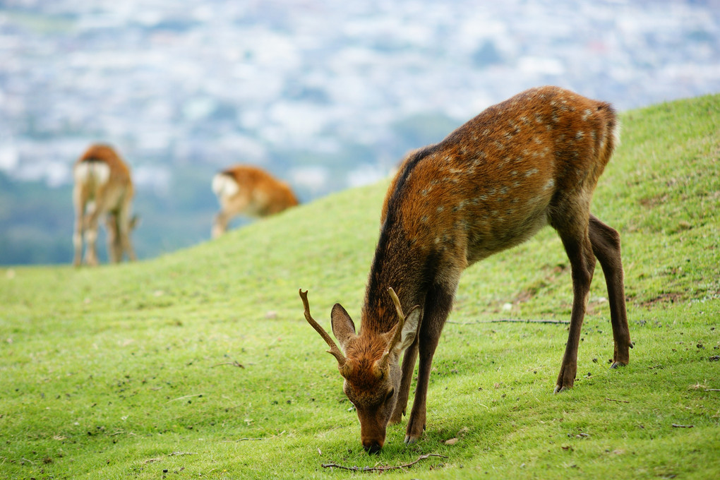 奈良　若草山の鹿さん