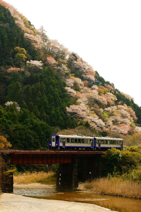 山桜と関西本線キハ１２０形