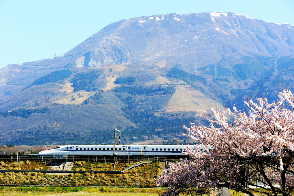 桜と新幹線