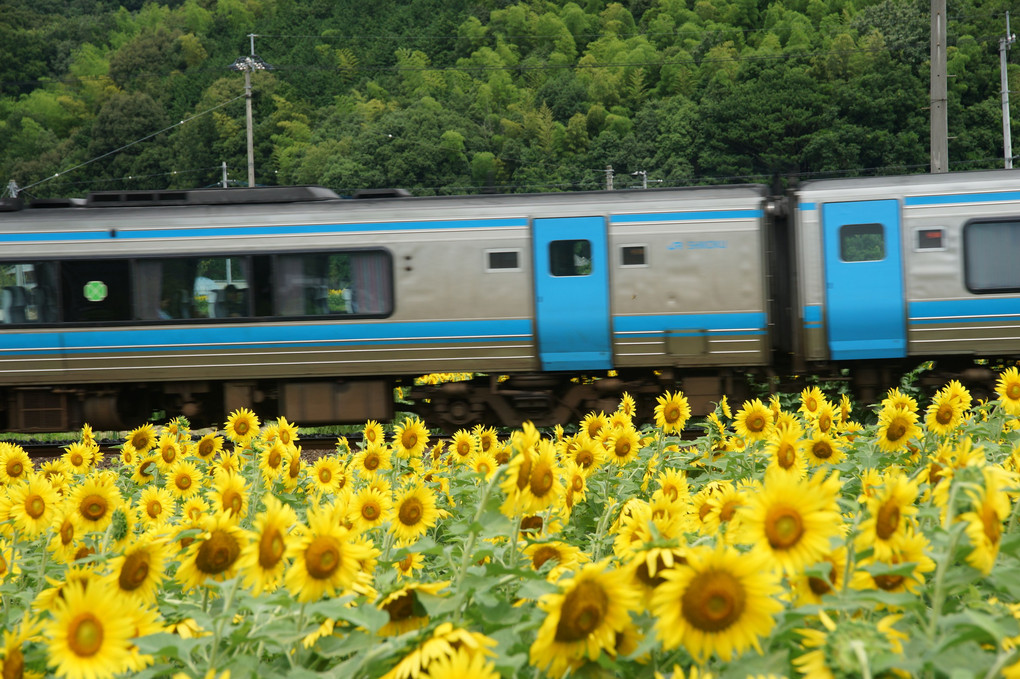 電車と向日葵