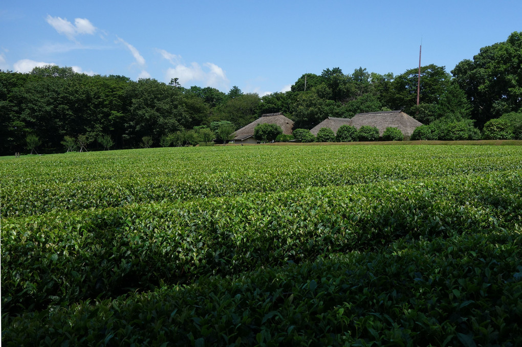 茶畑と民家