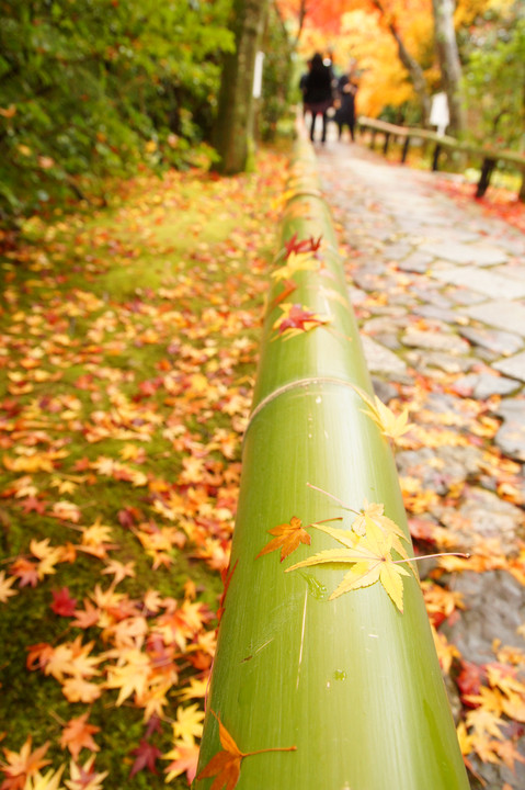 秋の参道