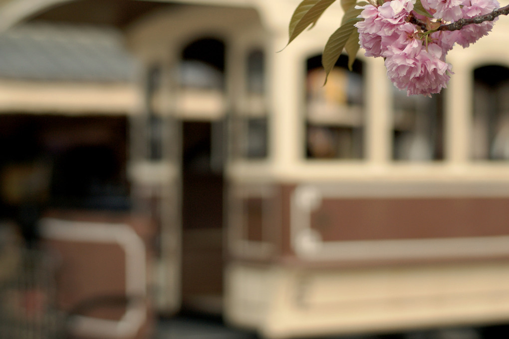 チンチン電車と八重桜