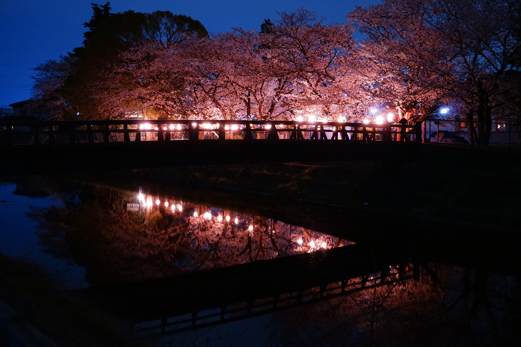 小さな神社の夜桜