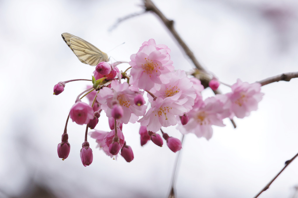 cherry blossaom ＆　butterfly