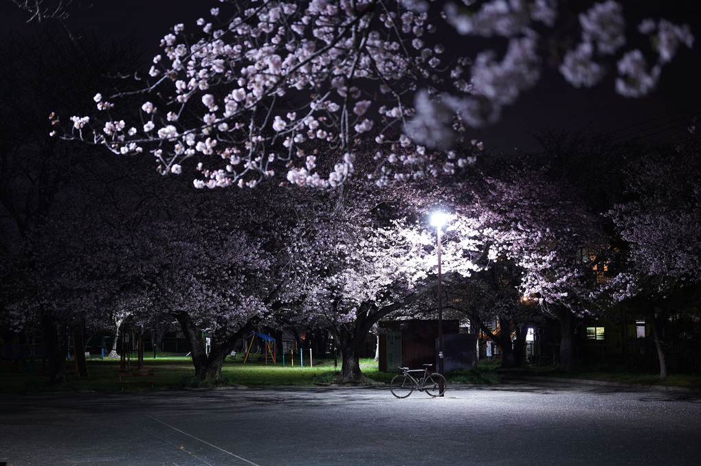 夜桜徘徊