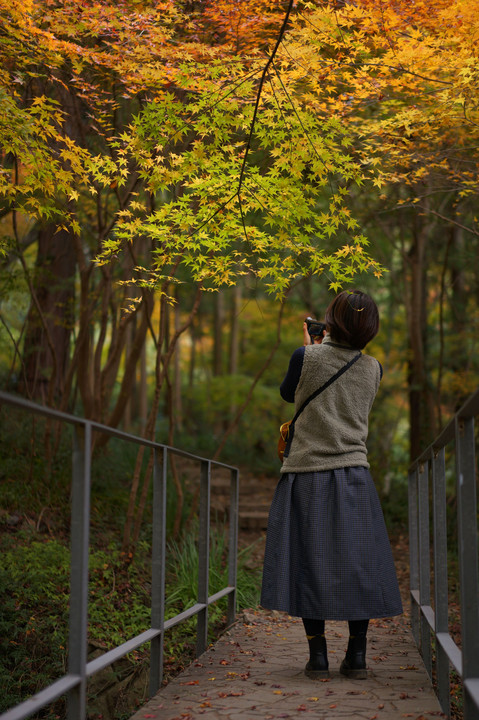 紅葉散歩