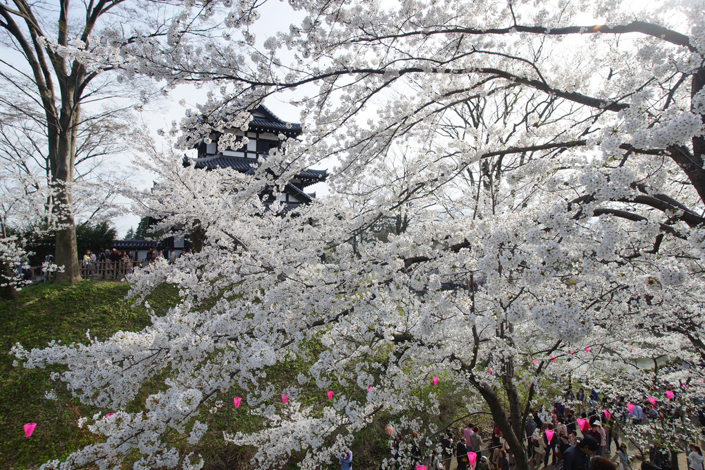 高田城と桜