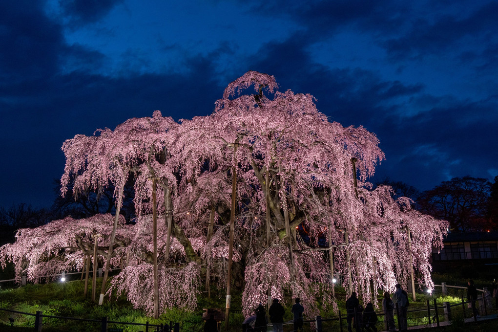 夜の三春滝桜