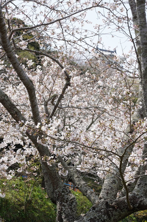 春の南房総を旅しました～館山市城山公園にて