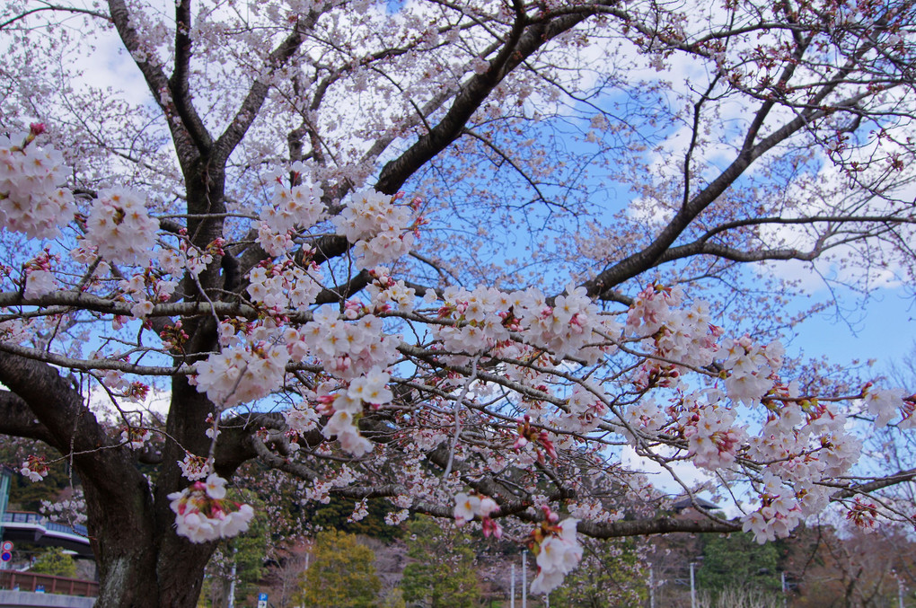 平成の桜