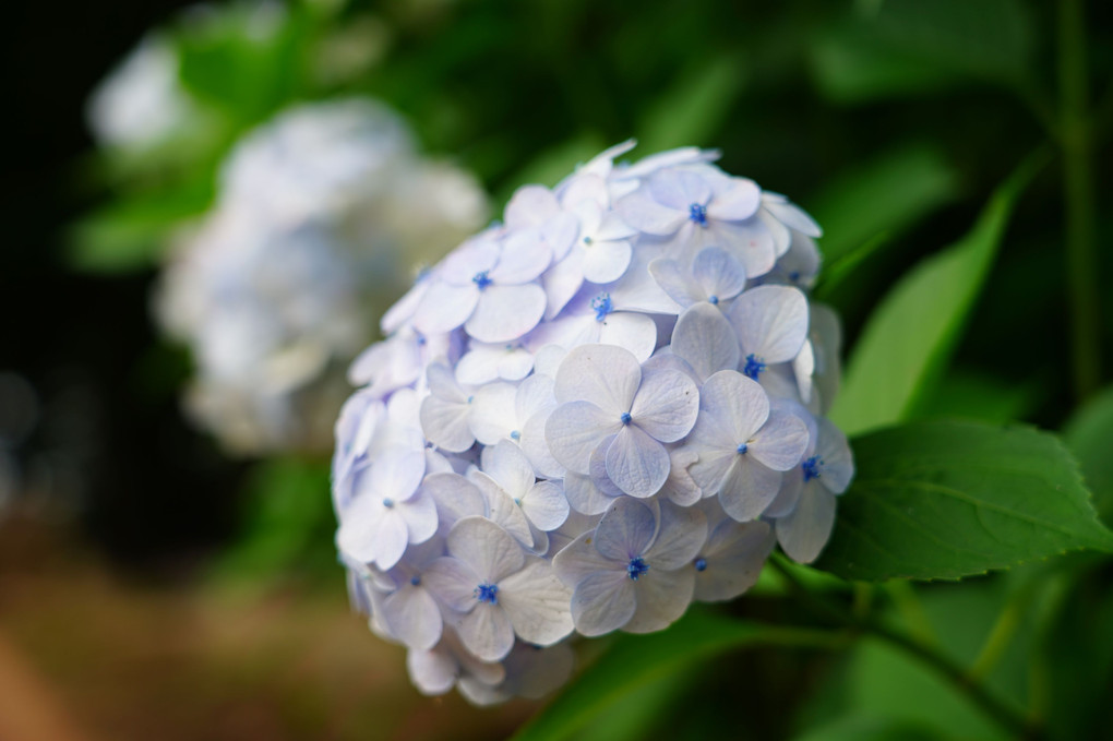 紫陽花の頃