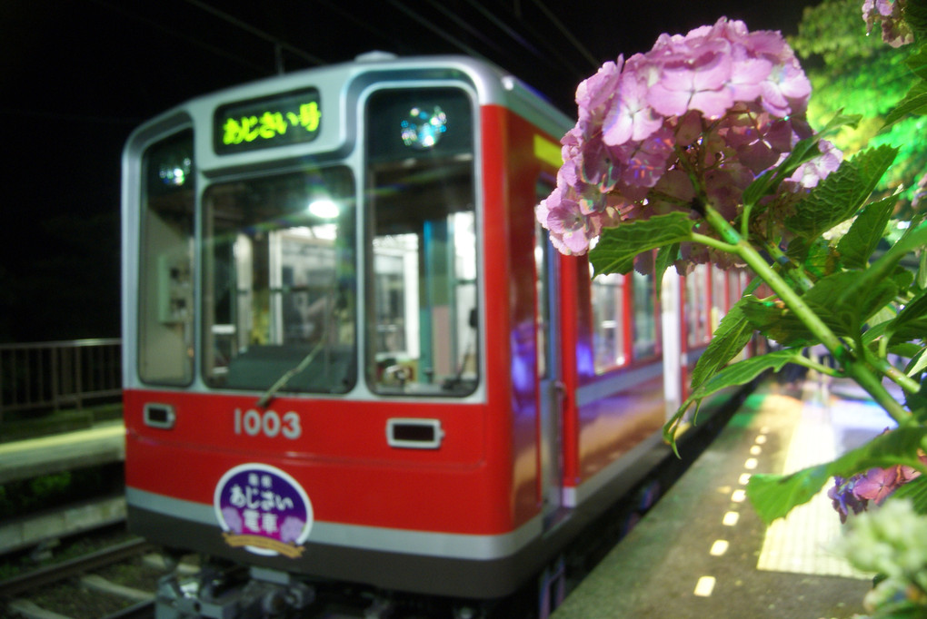 アジサイ列車（箱根登山）