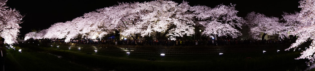 鮮烈！野川夜桜