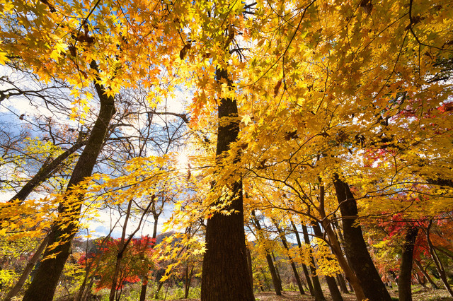 秋の森三景