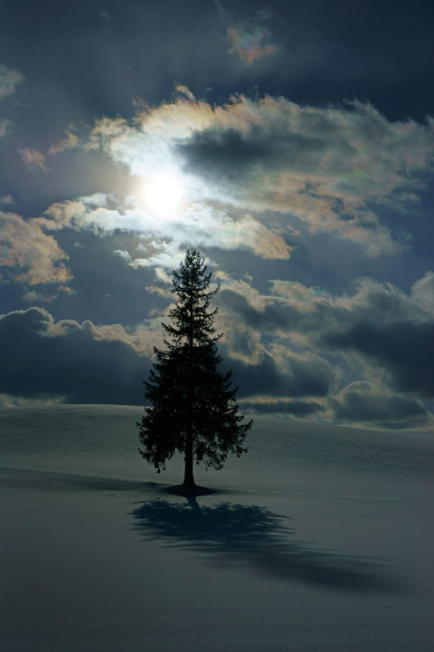 輝くクリスマスツリーの木