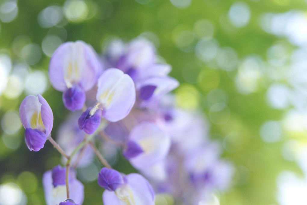 藤の花