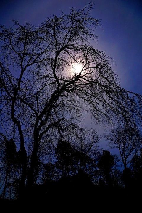 月夜に化ける枝垂