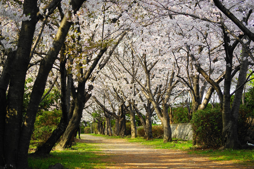 武庫川河川敷　桜のトンネル