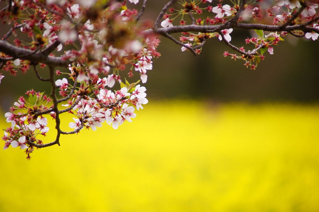 奈良の素敵な場所！桜に菜の花畑コラボ！