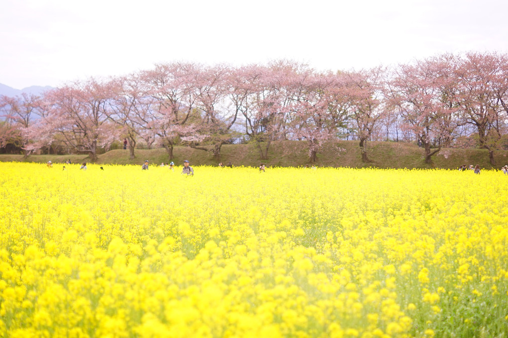 奈良の素敵な場所！桜に菜の花畑コラボ！