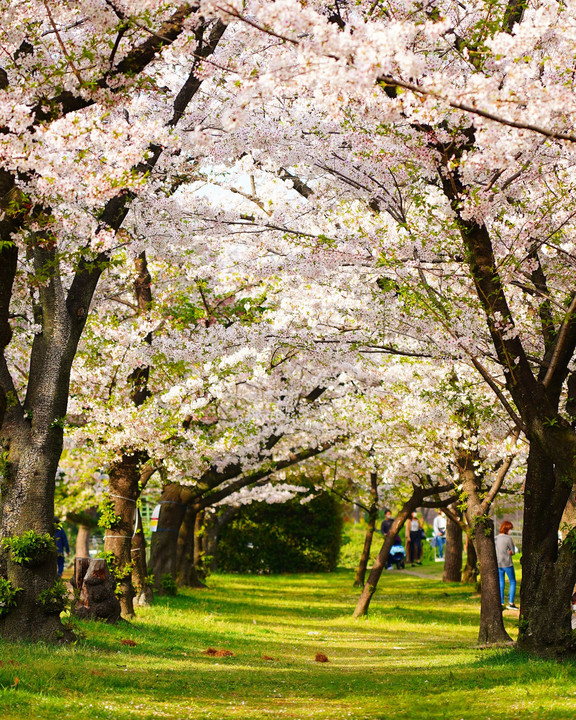 桜のトンネル in 浜寺公園