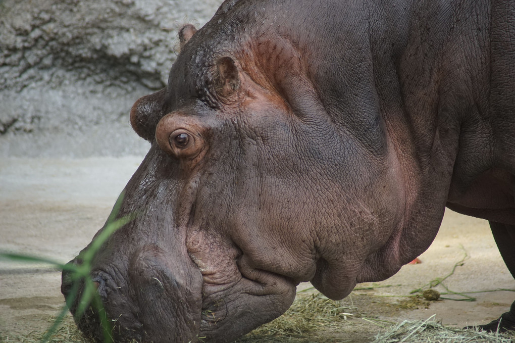 天王寺動物園はまるでサファリ