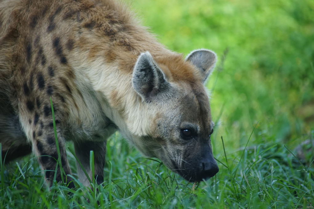 天王寺動物園はまるでサファリ