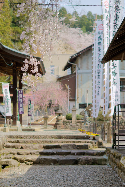 桜吹雪