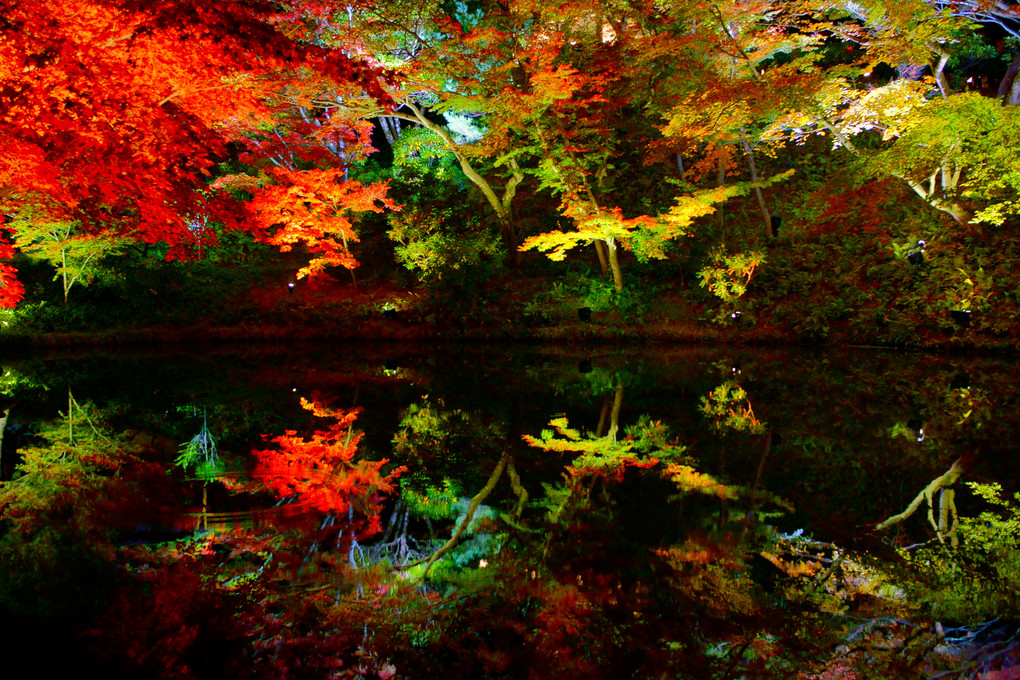 Autumn color　～高台寺～