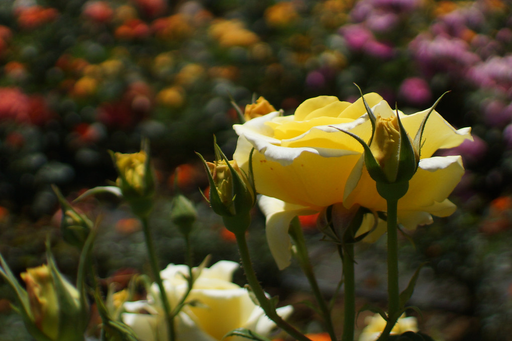 ５月の薔薇