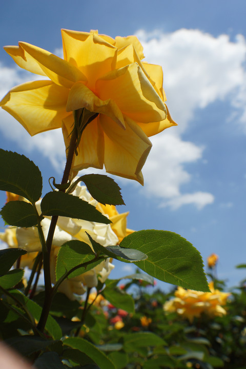 ５月の薔薇