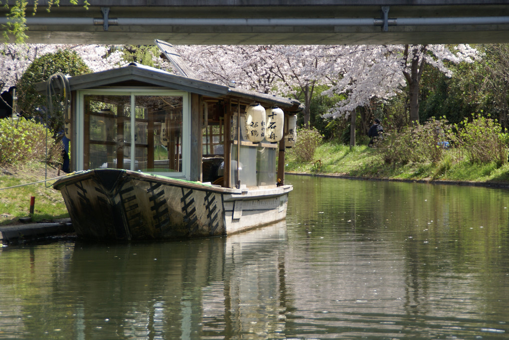 橋の下に京都伏見の十石舟に桜
