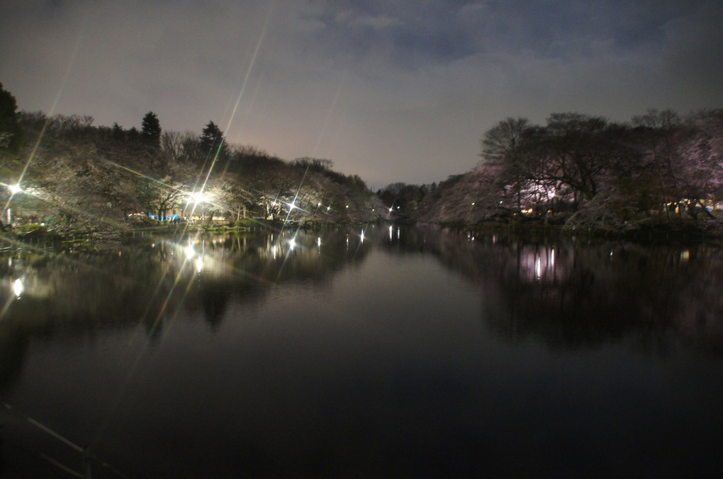 桜・夜景