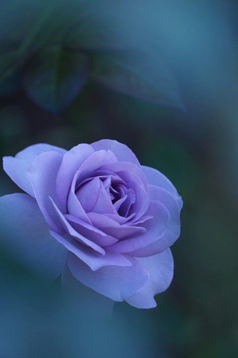 紫色の薔薇