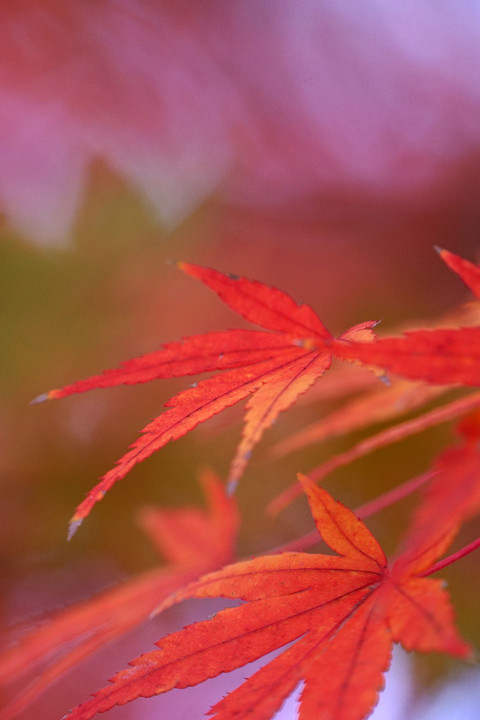 京都と東京の紅葉