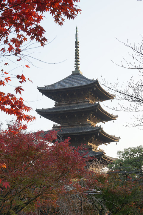 秋の東寺