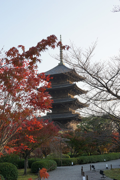 秋の東寺