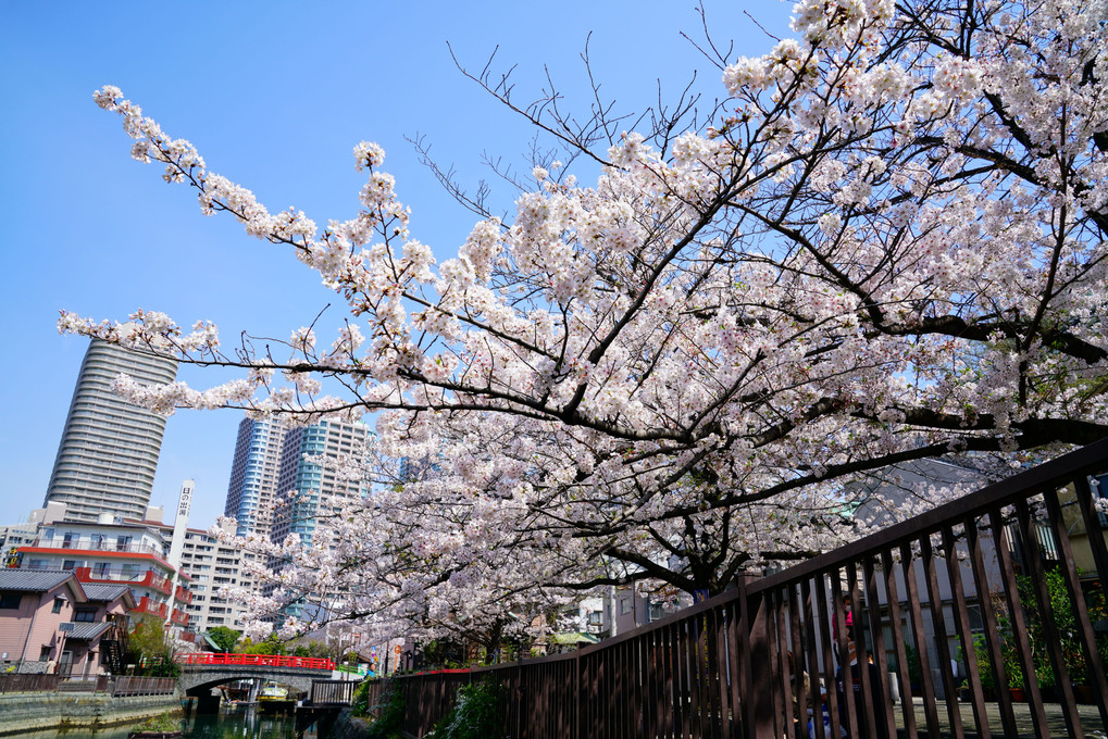 昭和,平成,令和と3時代を咲き続ける下町桜