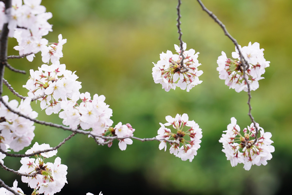 カヤックで川岸桜