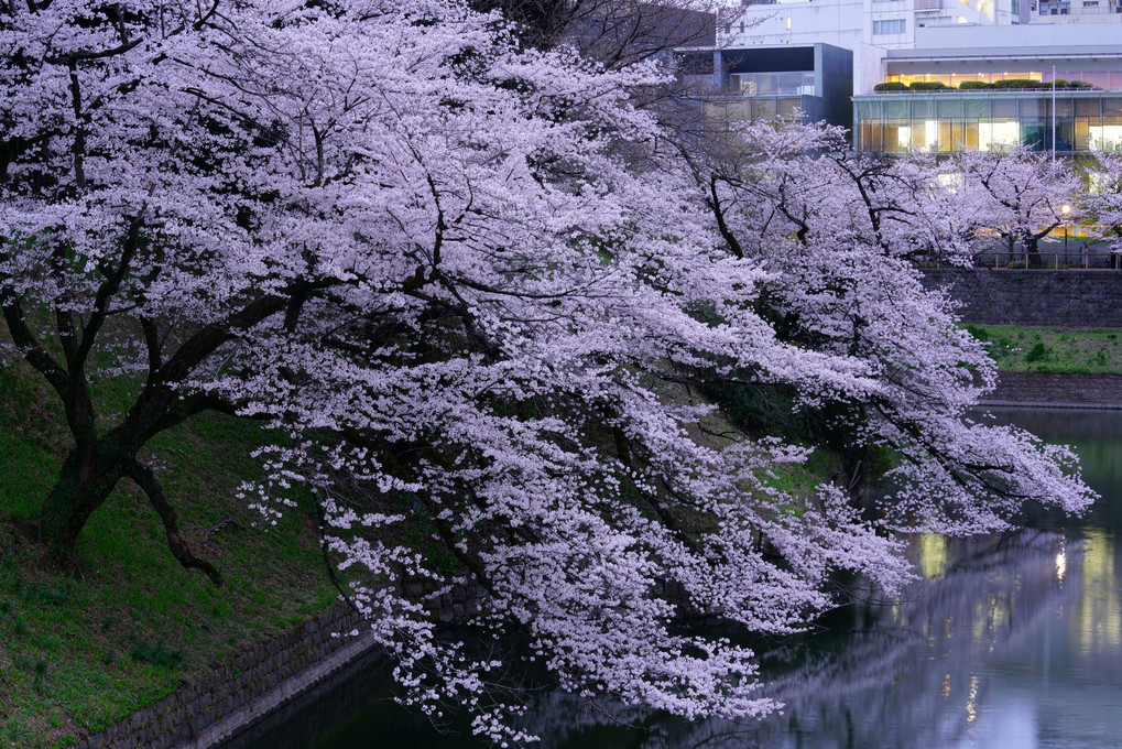 夜桜