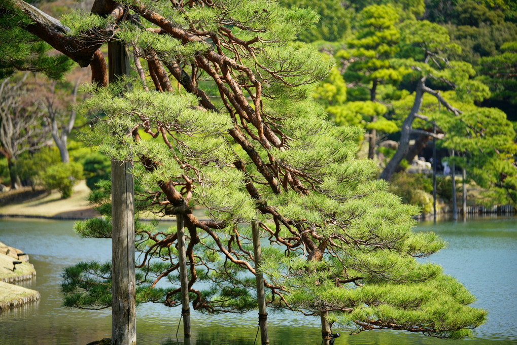 春に呼ばれる六義園の枝垂れ桜